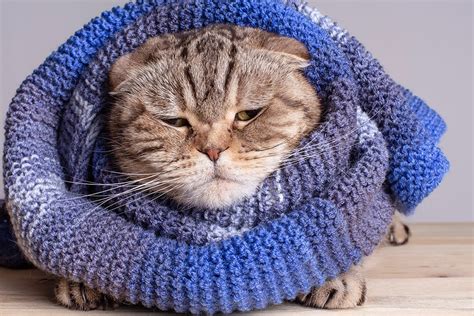 I think my cat has a cold! What should I do? | Charlotte Vet | Sharon ...