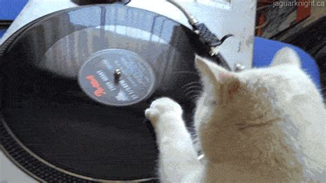 Vinyl Scratch Turntable GIFs - Find & Share on GIPHY