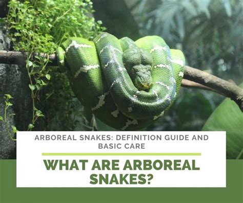 Arboreal snakes: Definition Guide And Basic Care