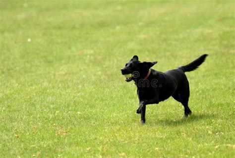 Black dog running stock photo. Image of winter, exercise - 28739176