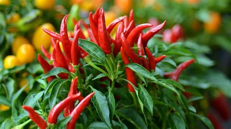 Growing Birds Eye Chili Indoors - Indoor Garden Tips