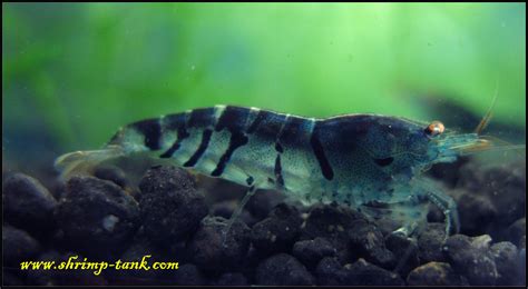 Shrimp-Tank.com Orange eyed blue tiger shrimp