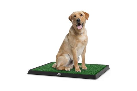 The 7 Best Artificial Grass for Dogs of 2024