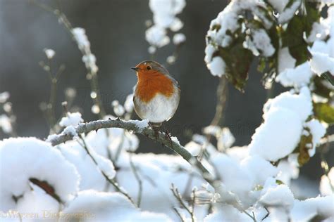 Robin in snow photo WP27604