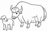 40  Yak Coloring Pages Free Printable PDF & Online sketch template