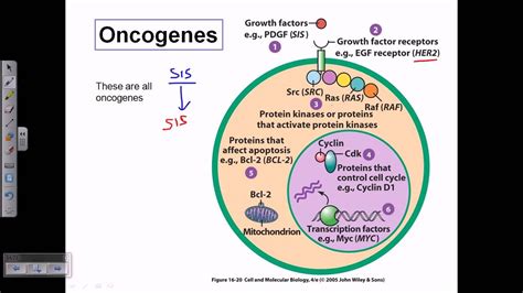 Types of oncogene - YouTube