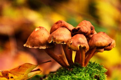 Fall Mushrooms Royalty-Free Stock Photo