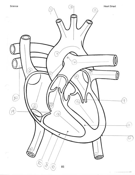 Heart Diagram Worksheet