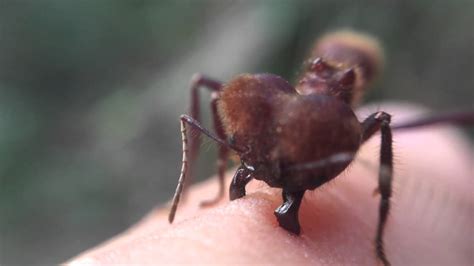 Soldier Leaf cutter ant biting my finger - YouTube