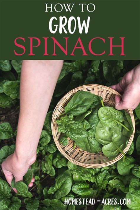 Growing Spinach: How To Plant, Grow And Harvest Spinach | Growing spinach, Fall garden ...