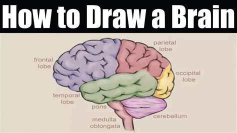 Brain Drawing Simple at GetDrawings | Free download