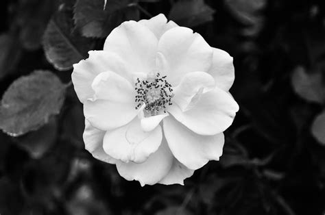 Black and White Single Rose | Dow Gardens, July 2014 | Flickr