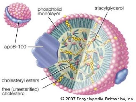 Lipoproteins Lipoproteins Lipoproteins are types of Compound Lipids