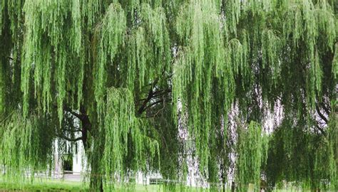 10 Willow Tree Diseases: Identification and Management - Rennie Orchards