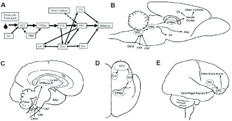 3 Overview of rodent and human gustatory systems. (a and b) Schematic ...