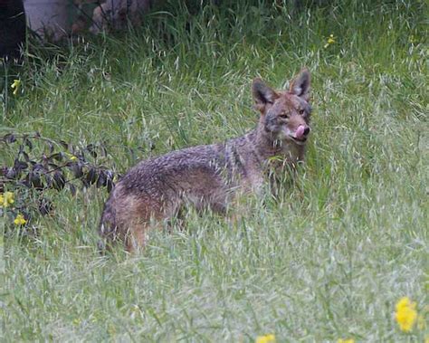 Hunting and Hiding: Coyote behavior | Coyote Yipps