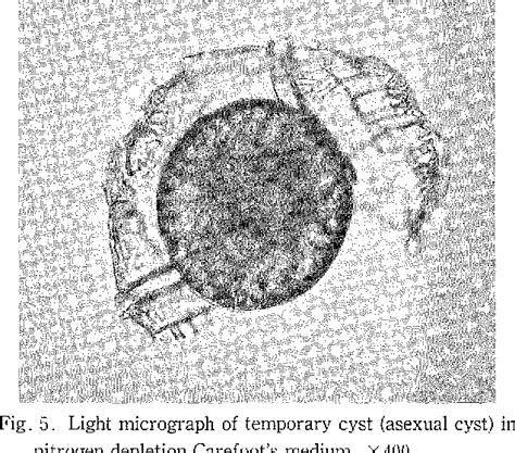 Figure 2 from Life cycle of Peridinium bipes f. occulatum (Dinophyceae ...