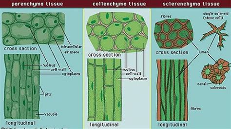 Difference Between Parenchyma, Collenchyma And Sclerenchyma cells ...