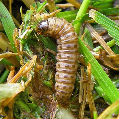 Sod Webworms Florida: The Reason Your Grass isn't Greener