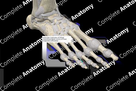 Articular Capsules of Distal Interphalangeal Joints of Foot | Complete Anatomy