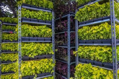 How To Do Vertical Farming At Home - Grower Today