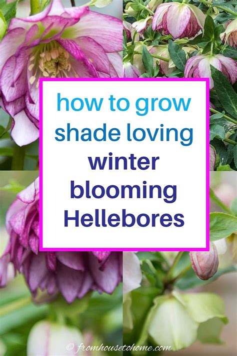 Hellebore Care And Planting Guide (How to Grow Lenten Rose) - Gardener's Oasis | Lenten rose ...