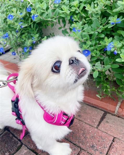 Pekingese Shih Tzu Mix: A Breed You Have To Explore