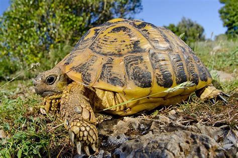 Hermann's Tortoise » Pet Profile: Care, Food, Lifespan