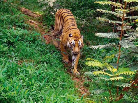 Top 10 Wildlife Sanctuaries and National Parks in Kerala - Tusk Travel Blog