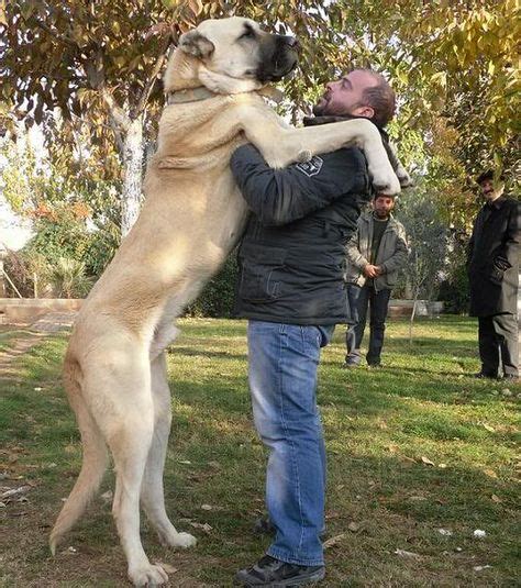 98 Best Anatolian Shepherd Dog ideas in 2021 | anatolian shepherd dog, anatolian shepherd ...