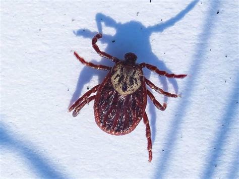 An In-Depth Guide To Brown Dog Ticks | Types Of Ticks In New Jersey