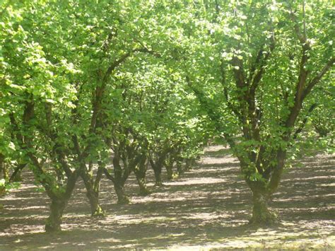 Hazelnut growers target food safety | barfblog