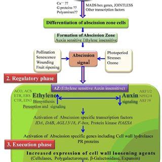 (PDF) Organ abscission in plants: Understanding the process through transgenic approaches