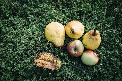 Fruit Apple Pear · Free photo on Pixabay