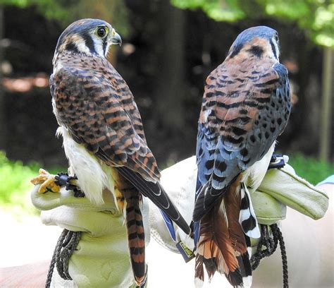 Identifying Male and Female American Kestrels - intoBirds