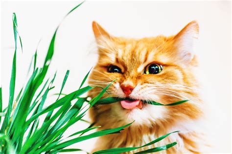 Cats Eating Grass - Is It Safe? - Two Crazy Cat Ladies