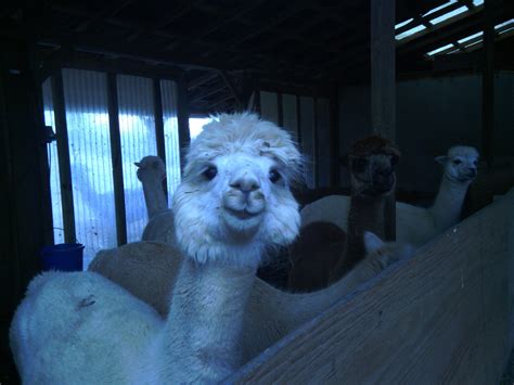 Crochet in Color: Our Visit to an Alpaca Farm