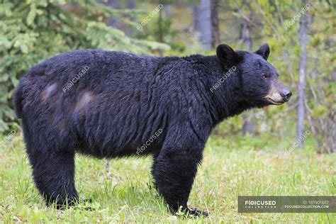 Ursus America