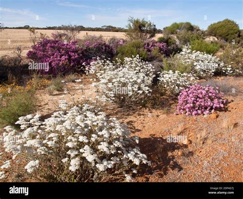 Western australia wildflowers hi-res stock photography and images - Alamy