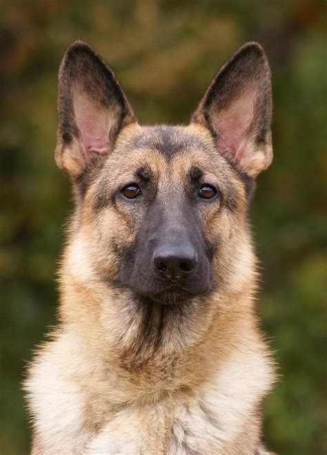 Sable German Shepherd Dog Photograph by Sandy Keeton - Fine Art America