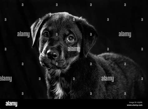 Rottweiler Black and White Stock Photos & Images - Alamy