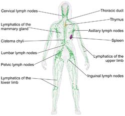 Ganglion lymphatique - Lymph node - qaz.wiki