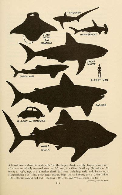 Whale shark size - riseloki