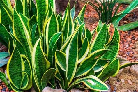 How To Grow Snake Plants (Sansevierias) Outdoors – Urban Garden Gal