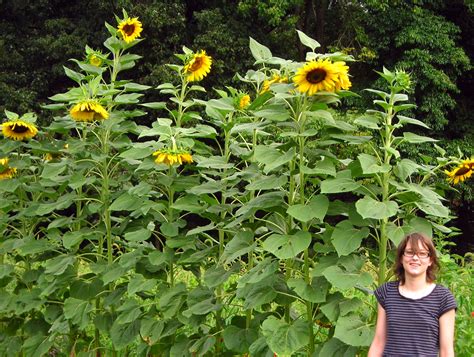 Free photo: Sunflower Plant - Bloom, Blossom, Delicate - Free Download ...