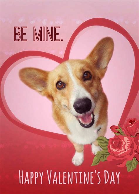 It's A Very #Corgi Valentine's Day! - The Daily Corgi