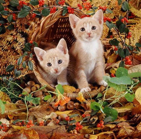 Kittens in an autumn basket photo - WP12474