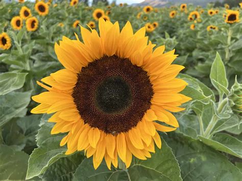 Sunflowers 🌻☀️🌼 Radiant beacons of joy in the garden