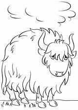 Yak Coloring Pages  Free Printable For Kids sketch template