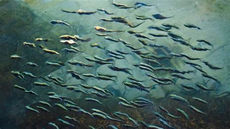 A New Tool to Evaluate Management Options for Atlantic Menhaden | Lenfest Ocean Program